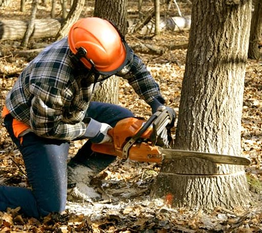 Tree Removal in Marland, OK